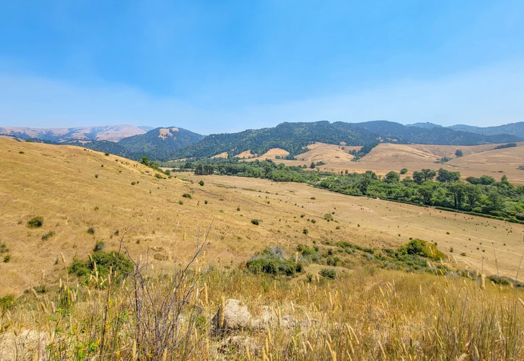 Golden summer grass and hills in the Mattole River valley
