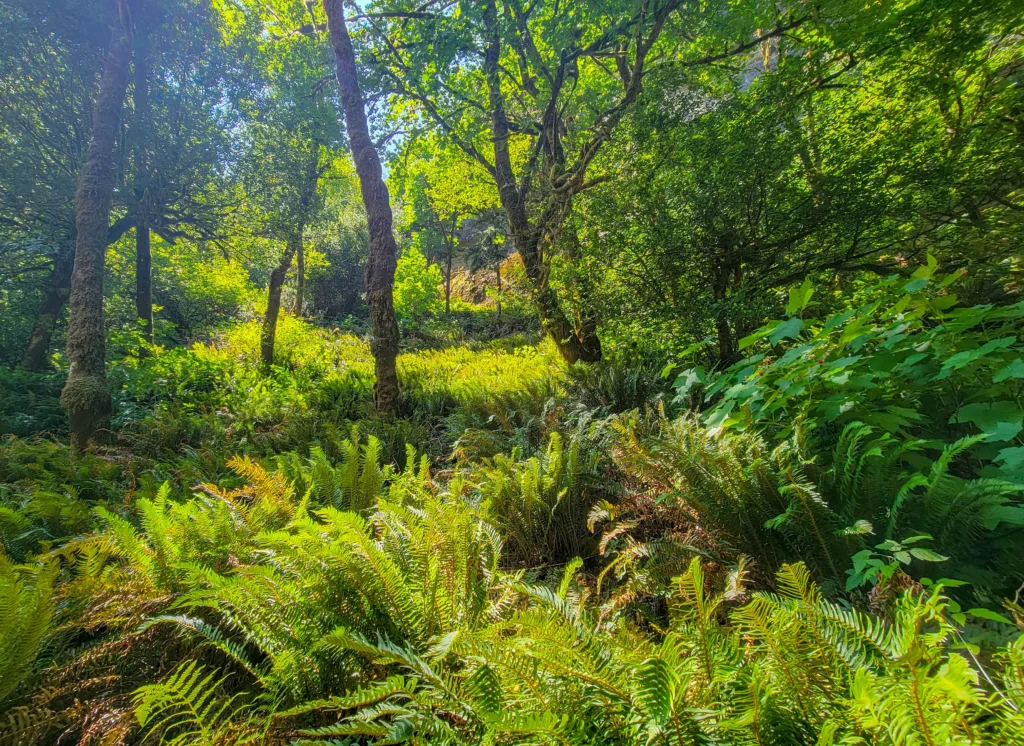 Sunlit fern glade along the trail at Golden and Silver Falls