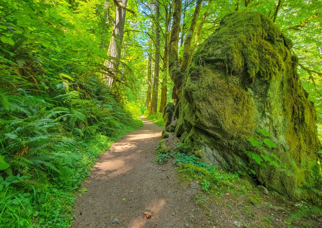 Moss-covered boulder beside the trail at Golden and Silver Falls