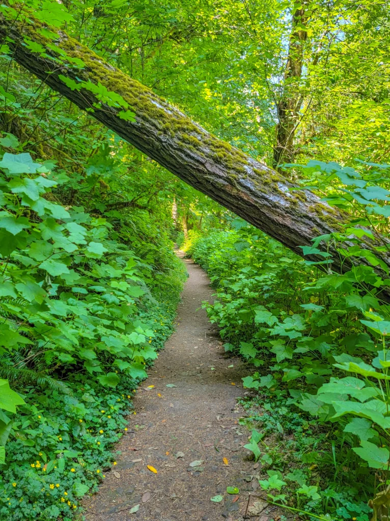 Mossy fallen log angled across the trail at Golden and Silver Falls