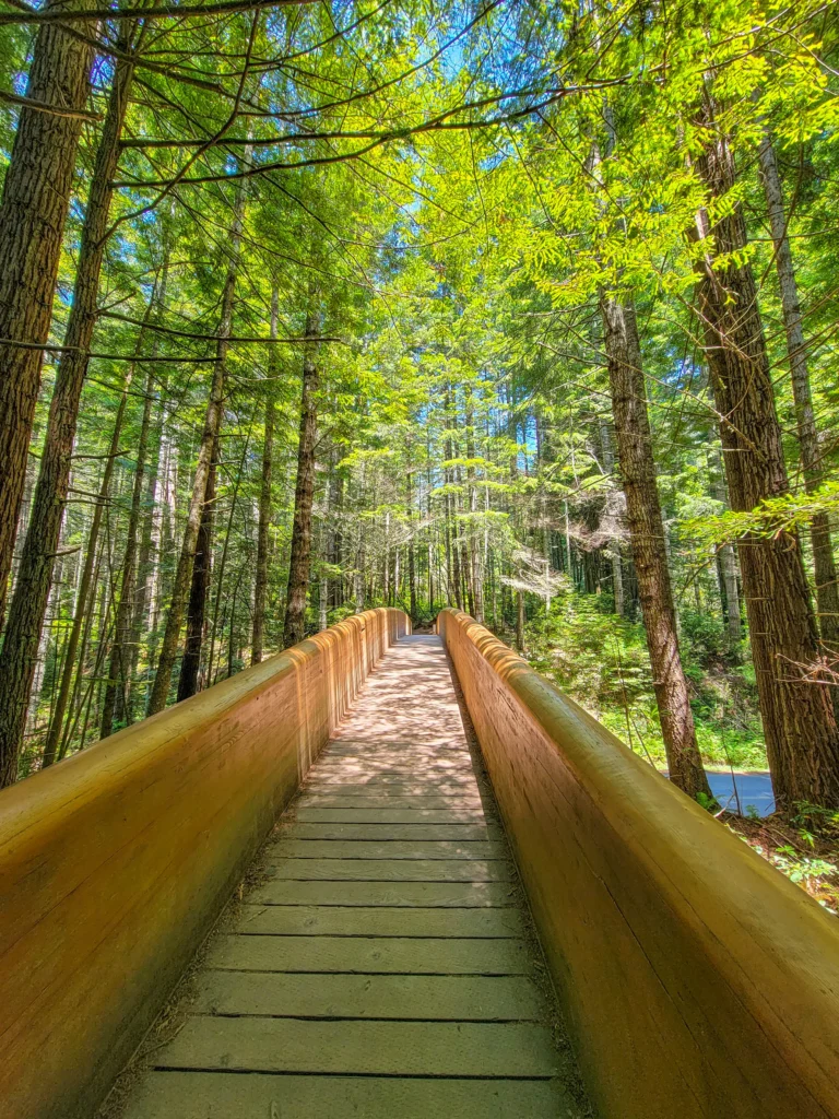 Wooden footbridge crossing Bald Hills Road at the Lady Bird Johnson Grove trailhead