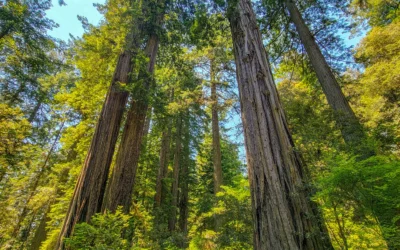 Lady Bird Johnson Grove – Redwood NP – California
