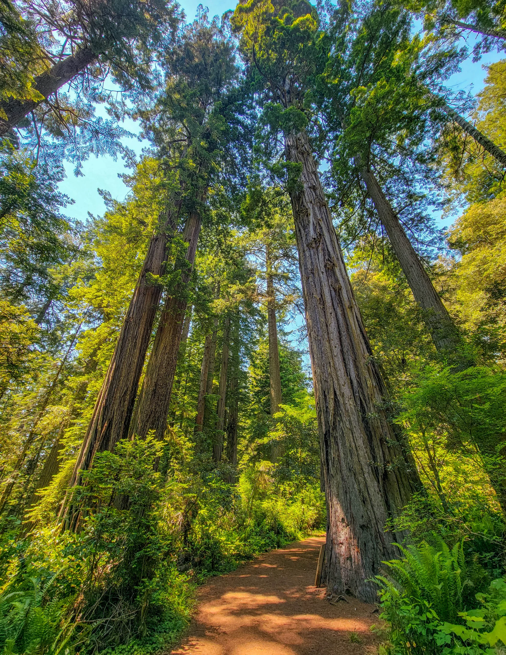 Old-growth coast redwoods along the Lady Bird Johnson Grove Trail, Redwood National Park, California Old-growth coast redwoods along the Lady Bird Johnson Grove Trail, Redwood National Park, California