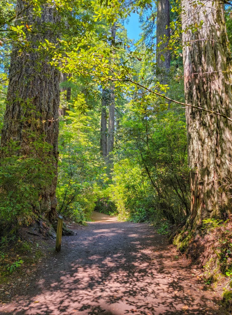 Wide trail passing between two large redwood trunks in Lady Bird Johnson Grove