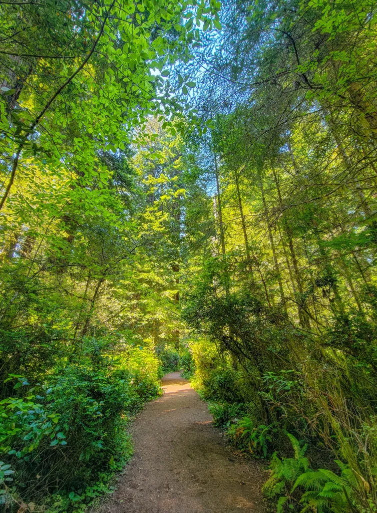 Trail through dense green understory in Lady Bird Johnson Grove