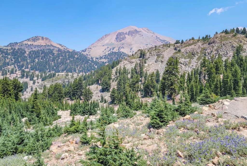 Lassen Peak seen from the Bumpass Hell Trail above a lupine slope
