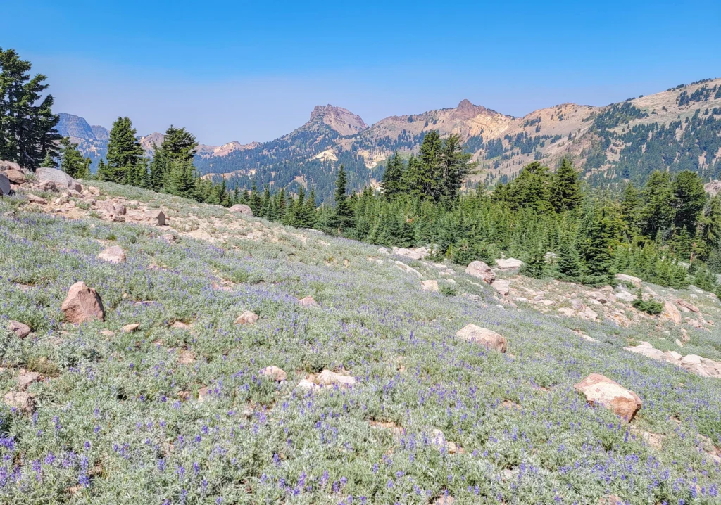 Lupine meadow along the Bumpass Hell Trail with volcanic peaks beyond