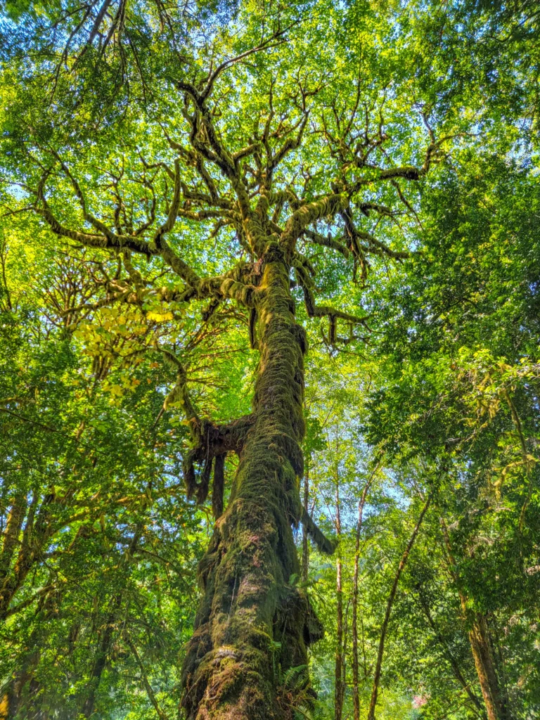 Moss-covered bigleaf maple in the Tall Trees Grove