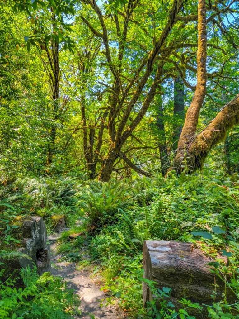 Mossy bigleaf maple arching over the Tall Trees Grove trail