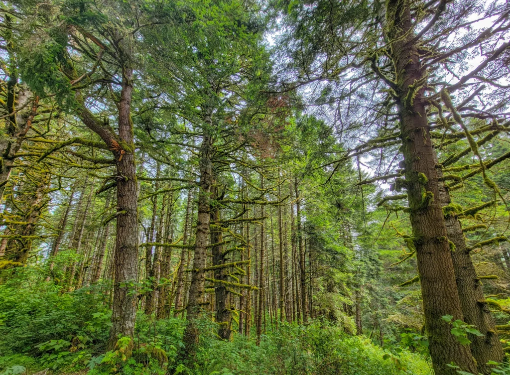 Moss-covered spruce forest along the Lost Coast Scenic Drive