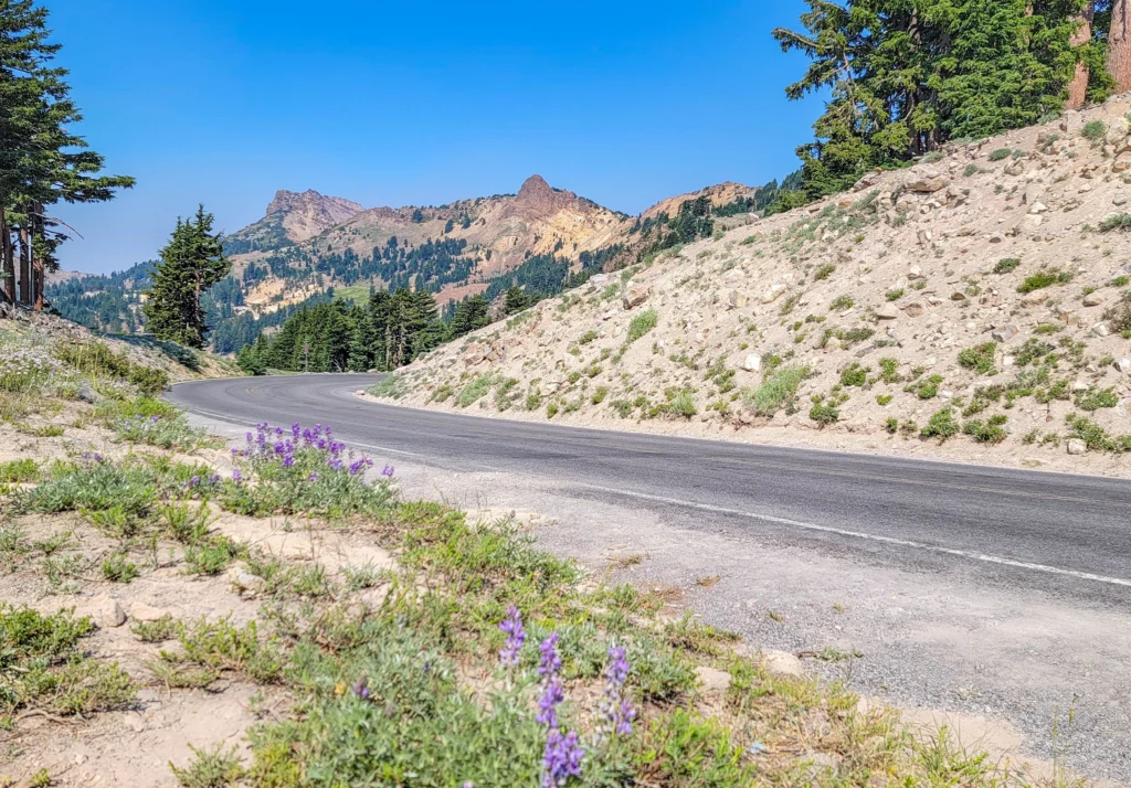 Lupine flowering beside the park highway with volcanic peaks beyond