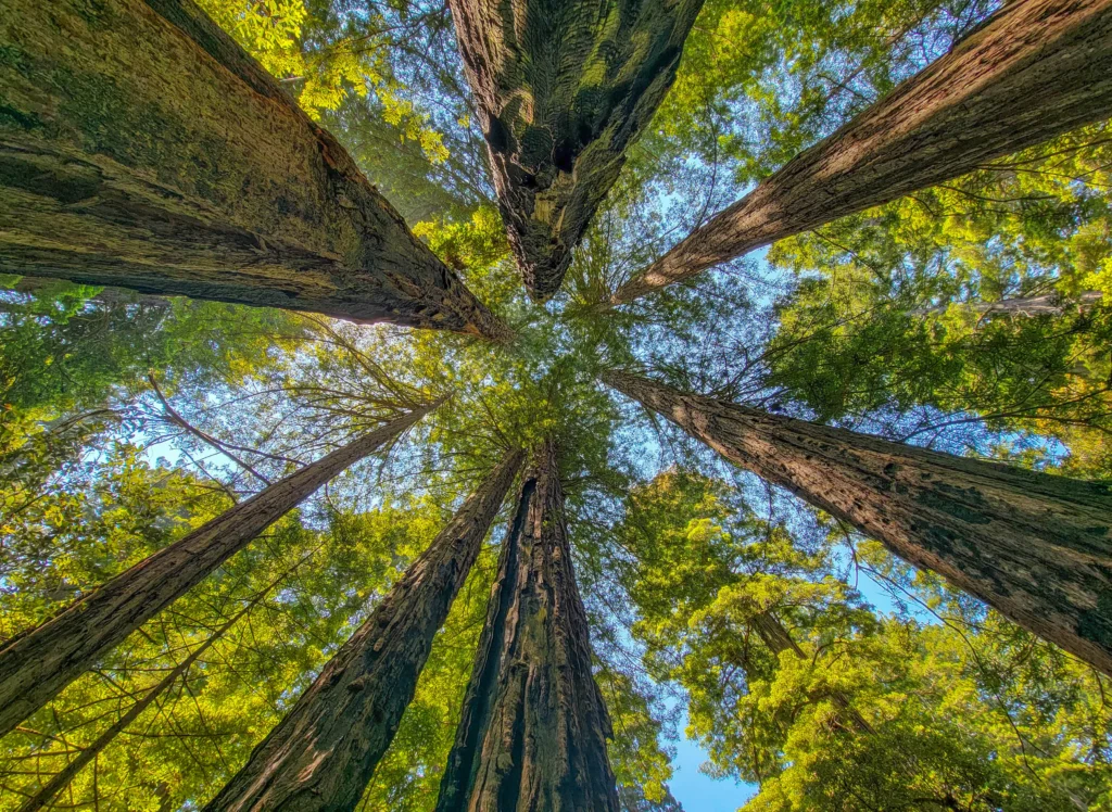 Redwood crowns converging overhead in Lady Bird Johnson Grove
