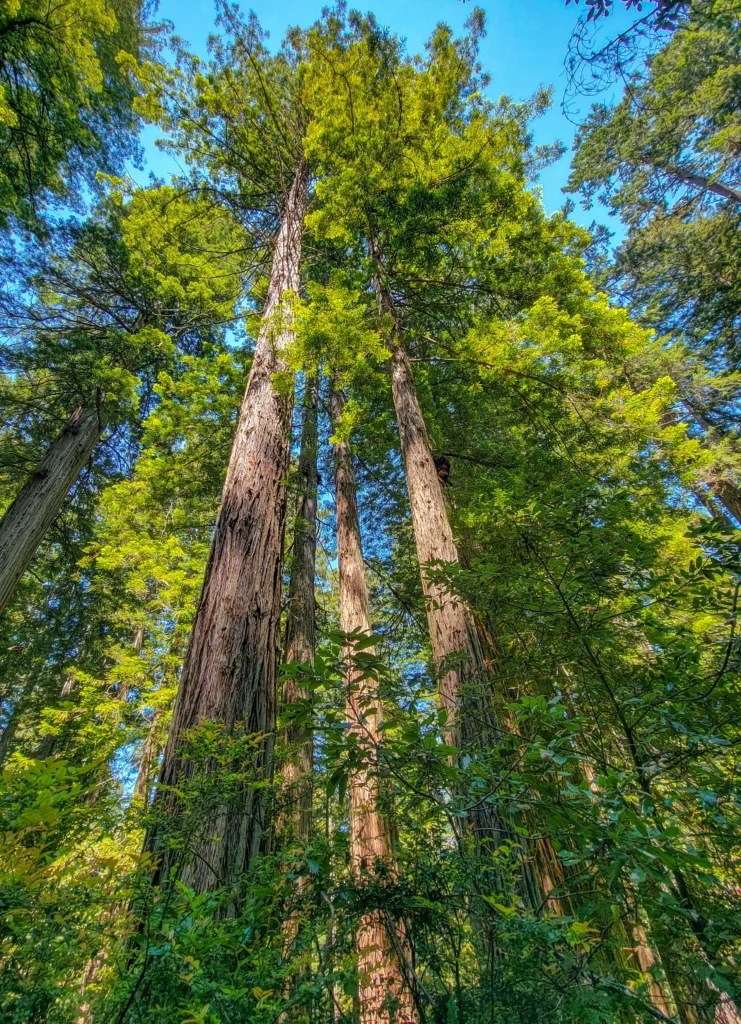Coast redwood crowns seen from the forest floor