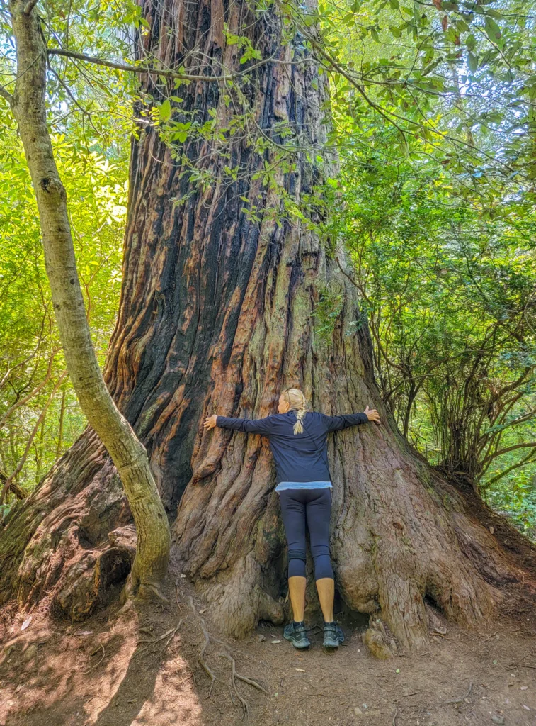 A hiker with arms outstretched against the base of a massive coast redwood