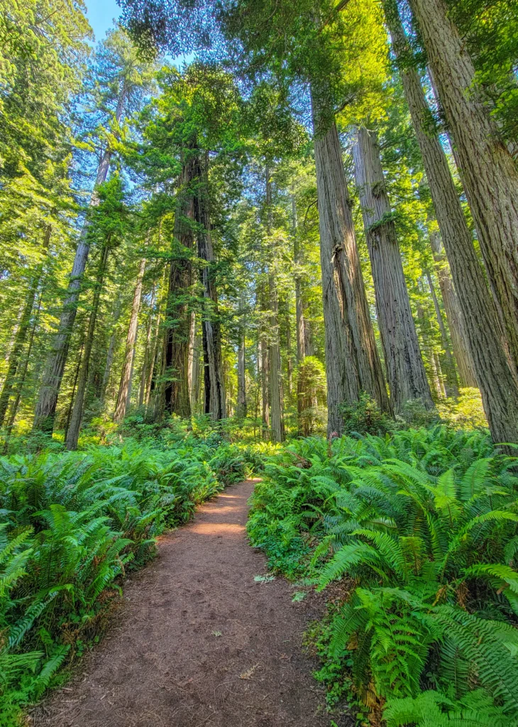 Sword ferns lining the Lady Bird Johnson Grove Trail beneath tall redwoods