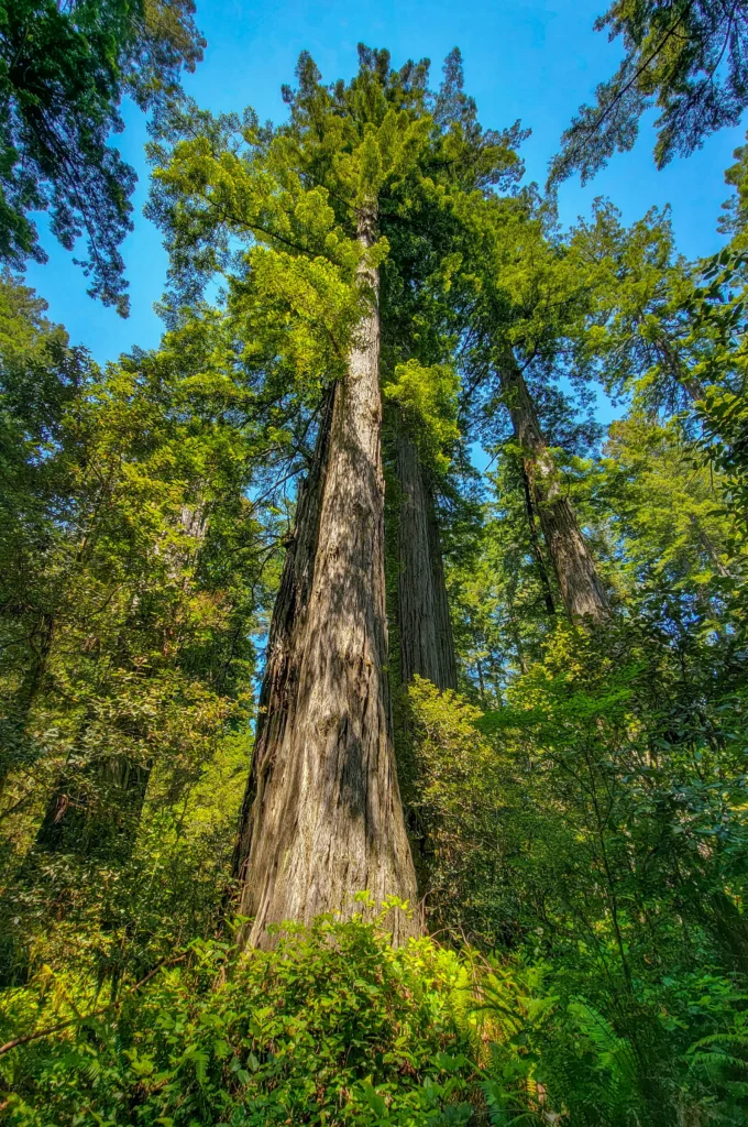 Tall coast redwood against blue sky in Lady Bird Johnson Grove