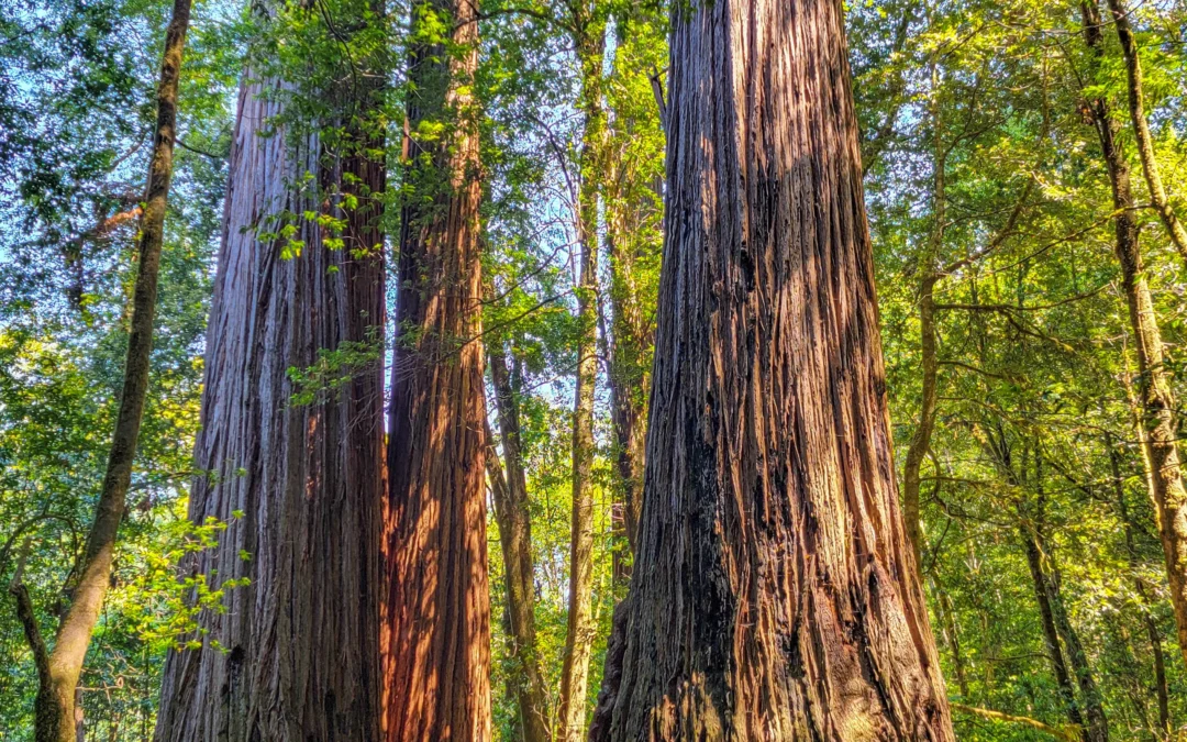 Tall Trees Grove – Redwood National Park – California