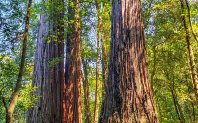 Tall Trees Grove – Redwood National Park – California