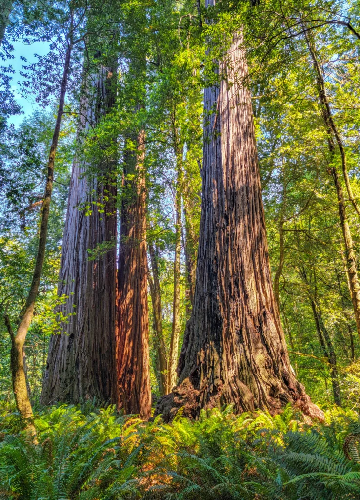 Tall coast redwoods rising above sword ferns in the Tall Trees Grove, Redwood National Park, California
