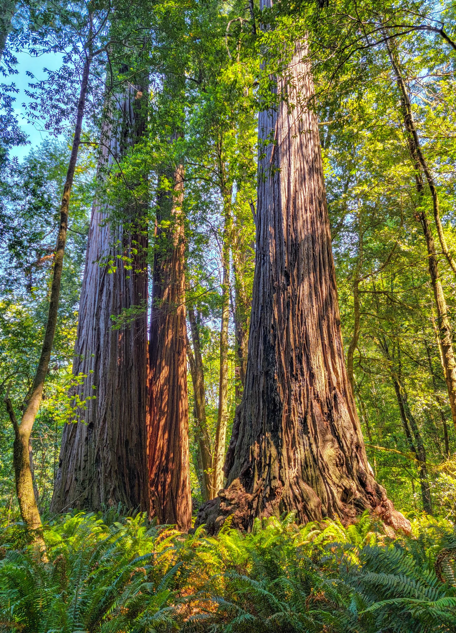 Tall coast redwoods rising above sword ferns in the Tall Trees Grove, Redwood National Park, California Tall coast redwoods rising above sword ferns in the Tall Trees Grove, Redwood National Park, California