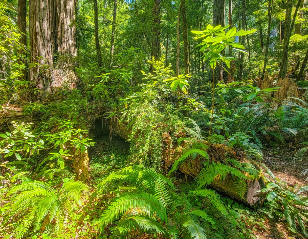 Sword ferns and nurse log in the Tall Trees Grove understory