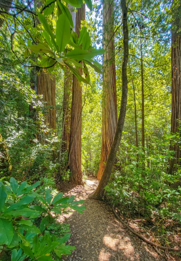 Trail passing between two large redwood trunks