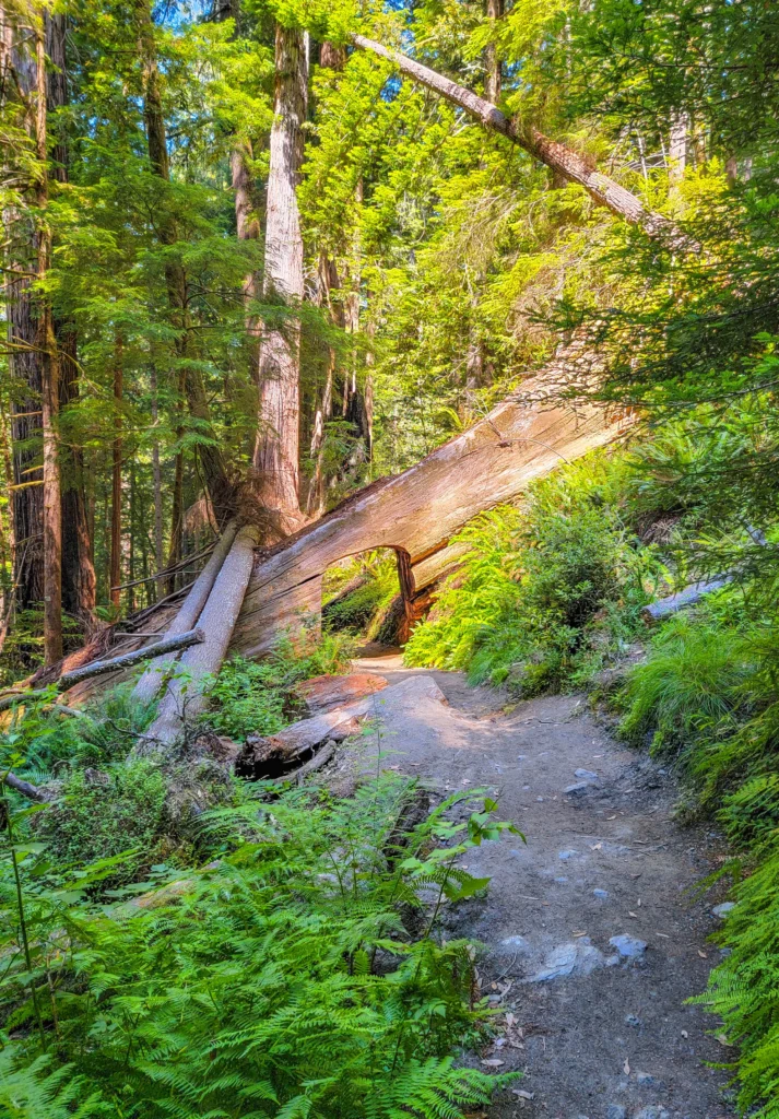 Fallen log arching over the Tall Trees Grove Trail