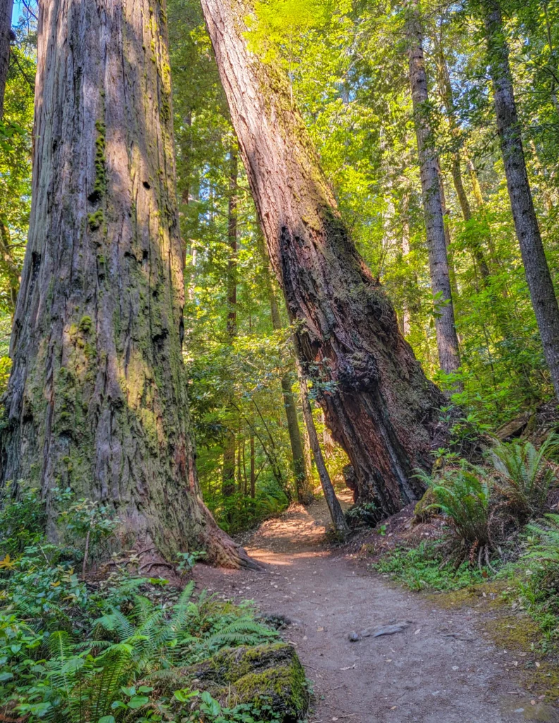 Switchback on the Tall Trees Grove Trail between redwood trunks