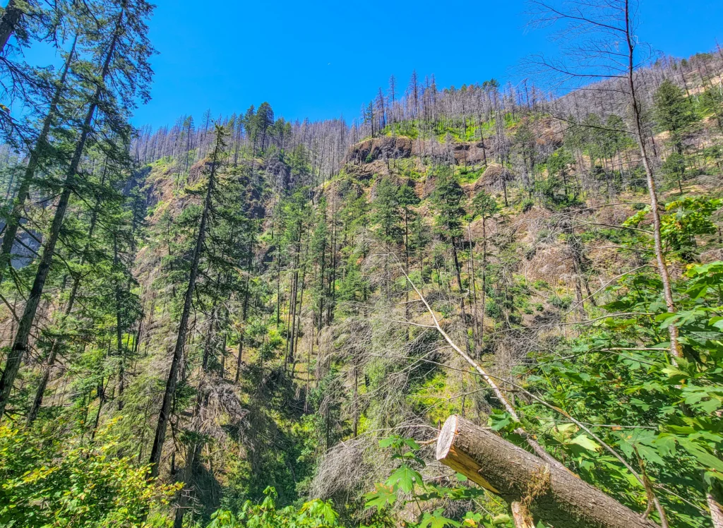 Tanner Creek running clear over cobble on the Wahclella Falls trail