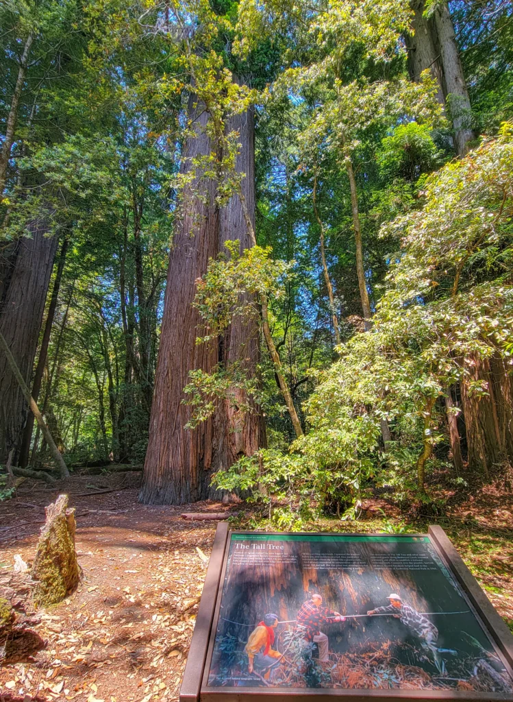 Interpretive sign for The Tall Tree in the Tall Trees Grove