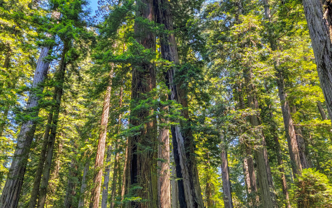 California Redwoods Guide – Highway 101 – California