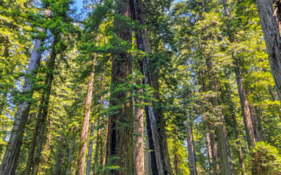 California Redwoods Guide – Highway 101 – California