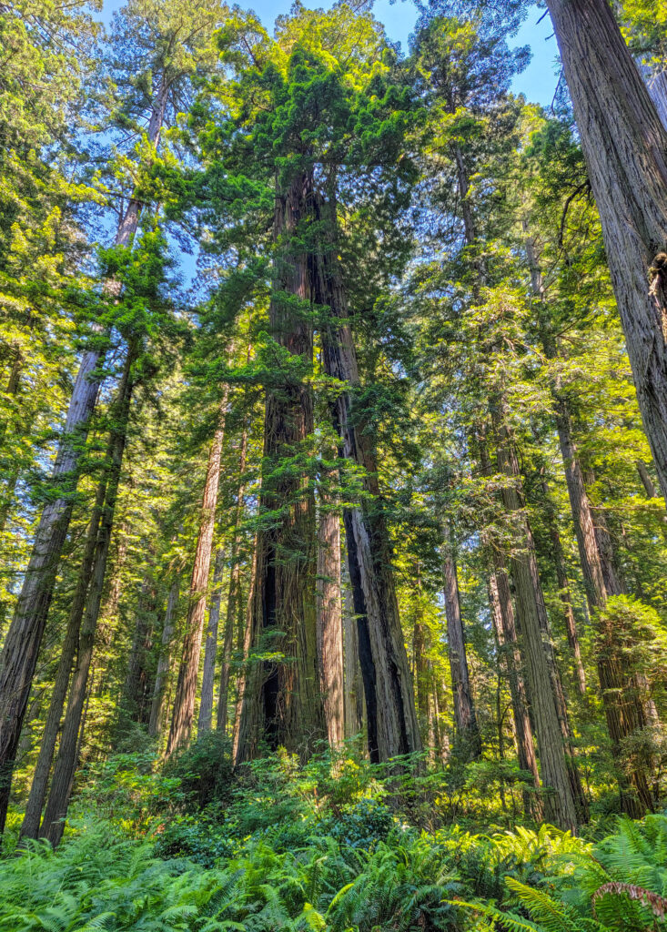 Towering old-growth coast redwoods above a sword fern understory in Redwood National Park, California
