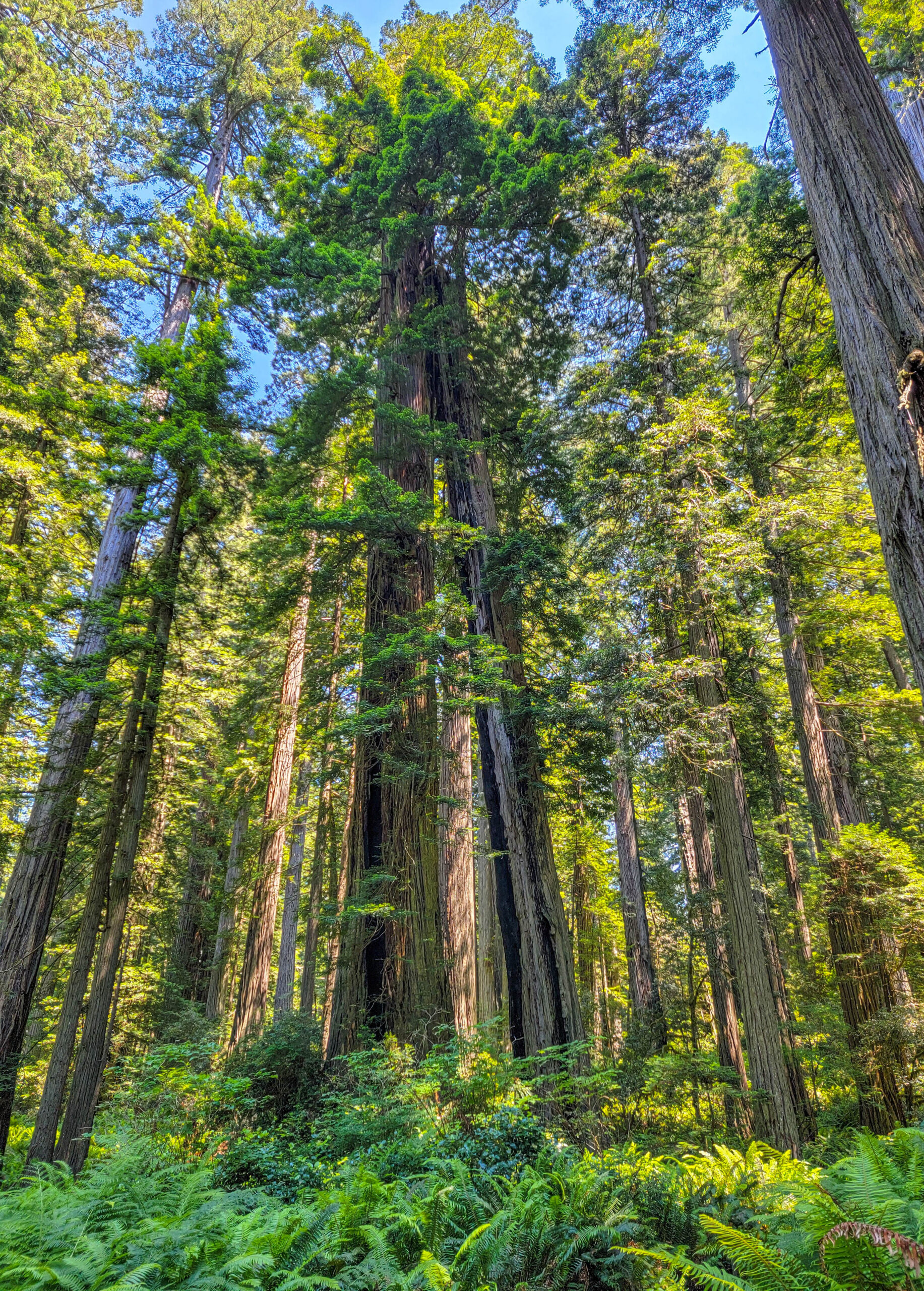 Towering old-growth coast redwoods above a sword fern understory in Redwood National Park, California
