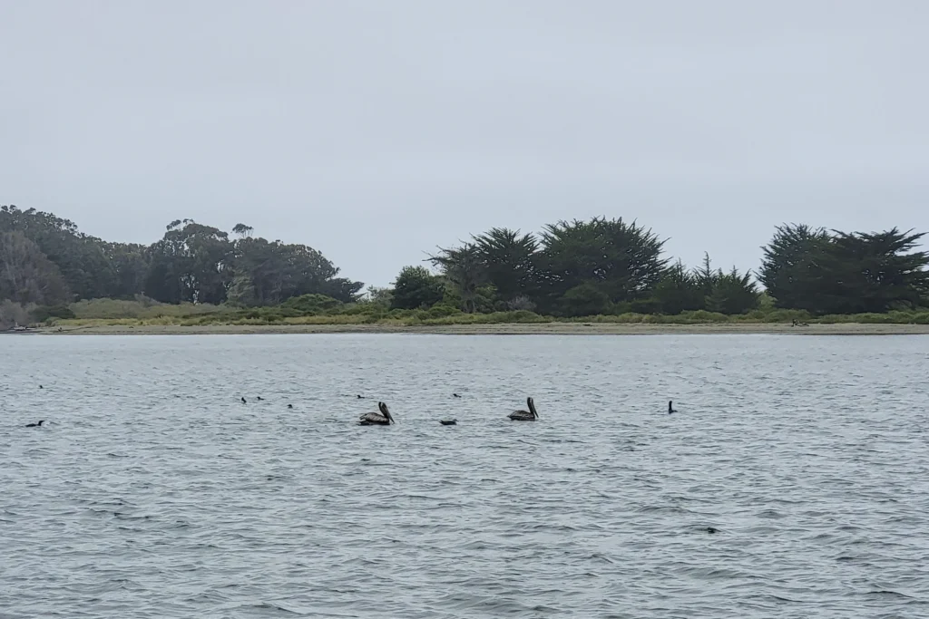 Tulawat Island on Humbolt Bay, California