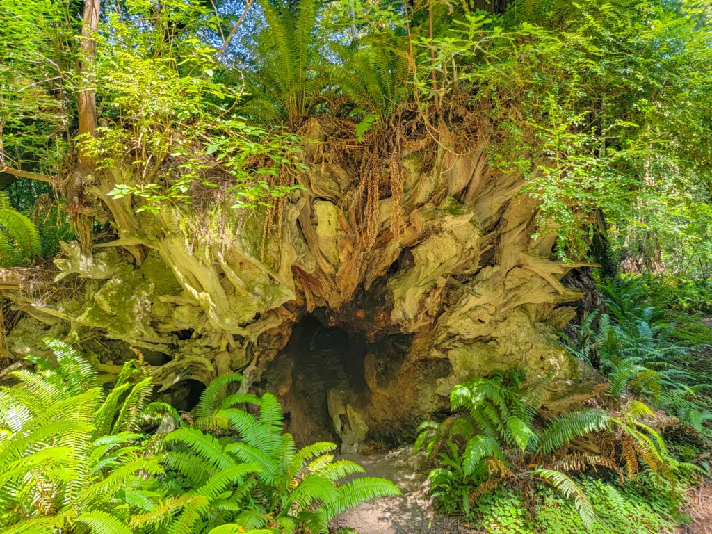 Upturned root ball of a fallen redwood forming a cave