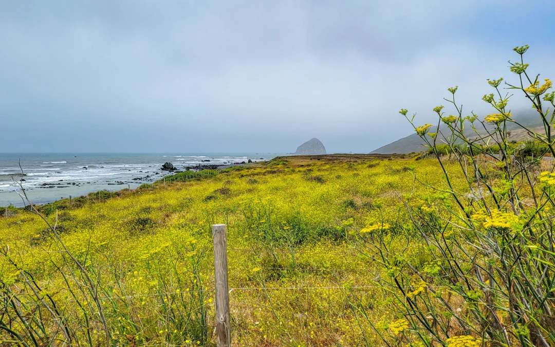 Lost Coast Scenic Drive – Mattole Road – California