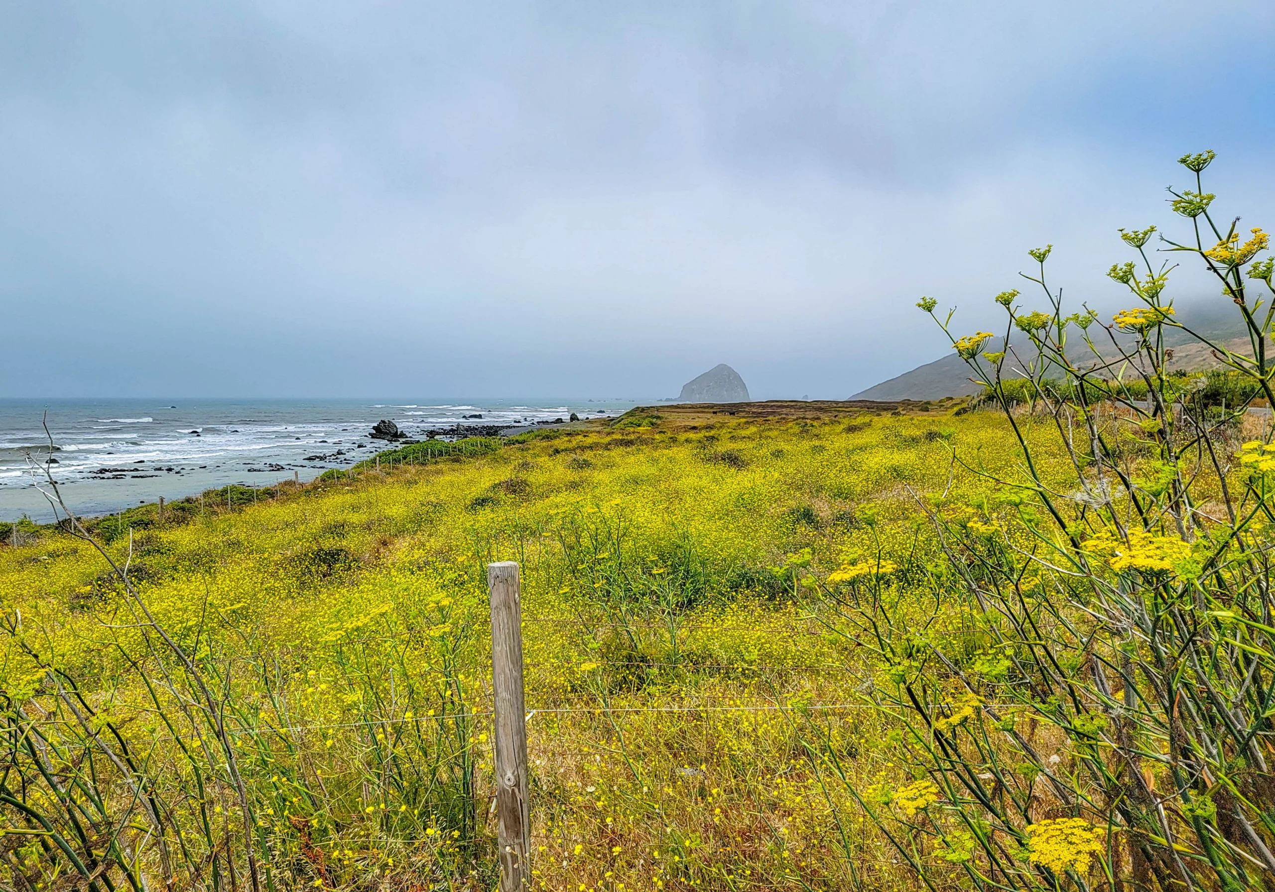 The Lost Coast shoreline with wild fennel and offshore rocks near Cape Mendocino, California