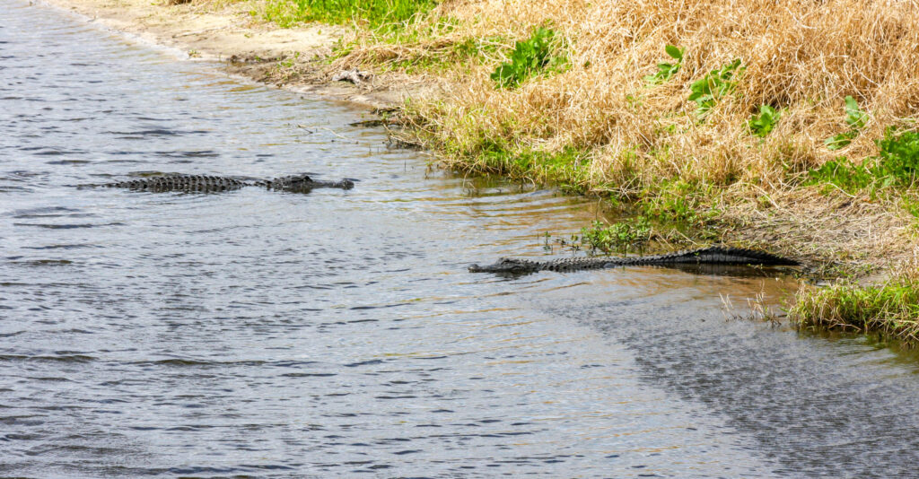 American Alligators in Myakka State Park