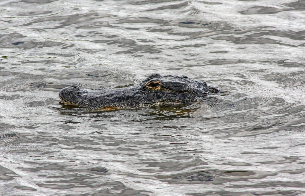 American alligator in Myakka State Park