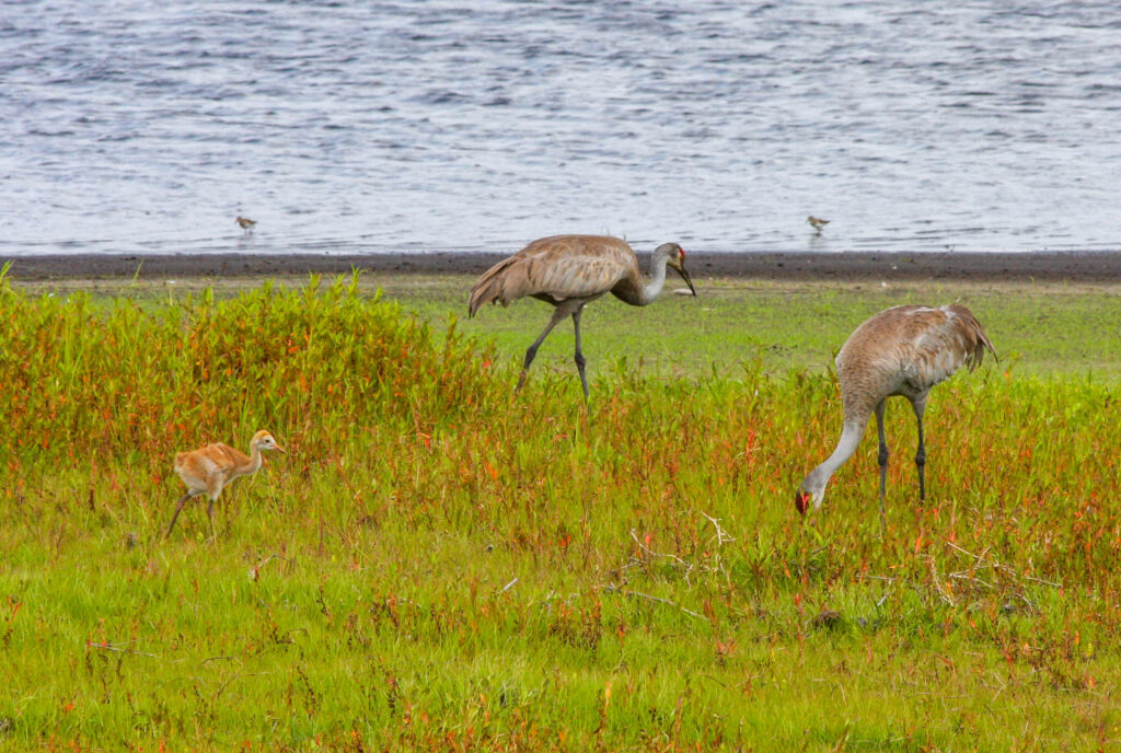 Sandhill Cranes in Myakka State Park