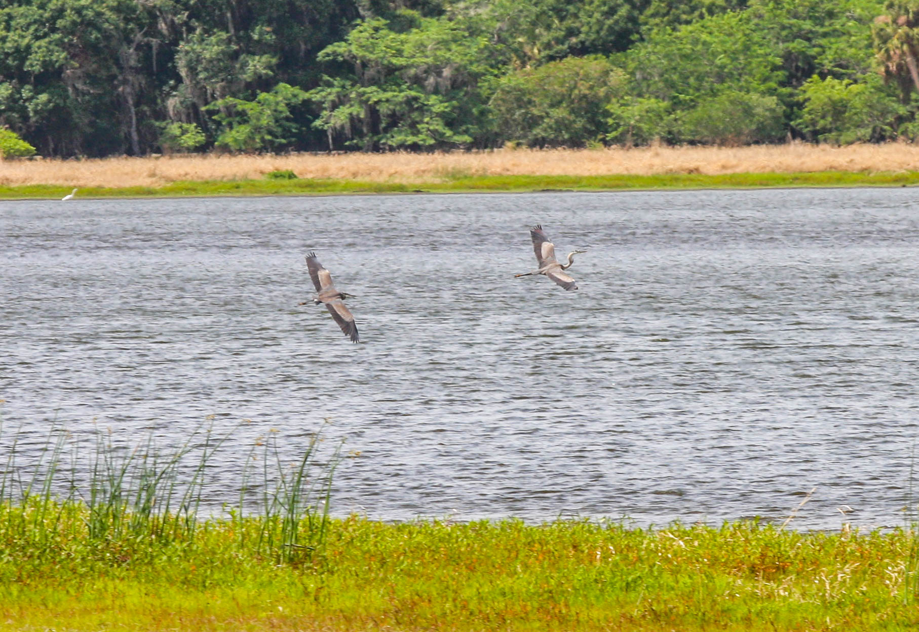 Herons in Myakka State Park