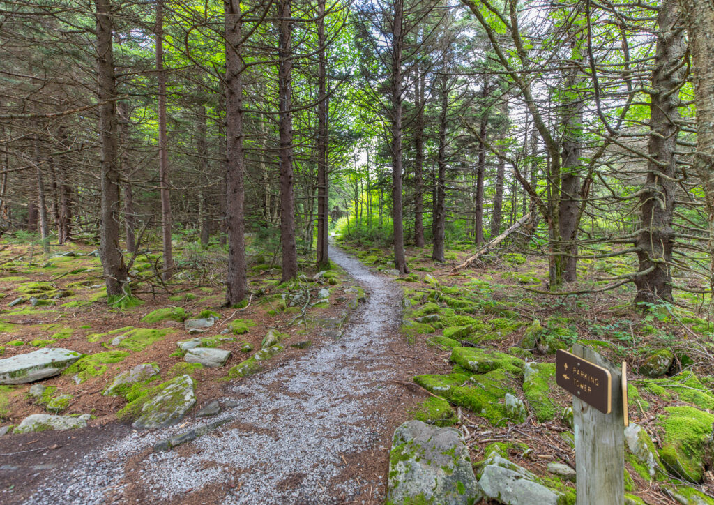 Whispering Spruce Forest Path