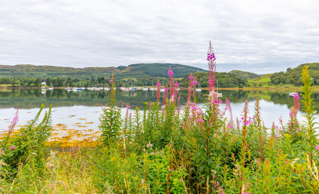Flowers along Loch Seil