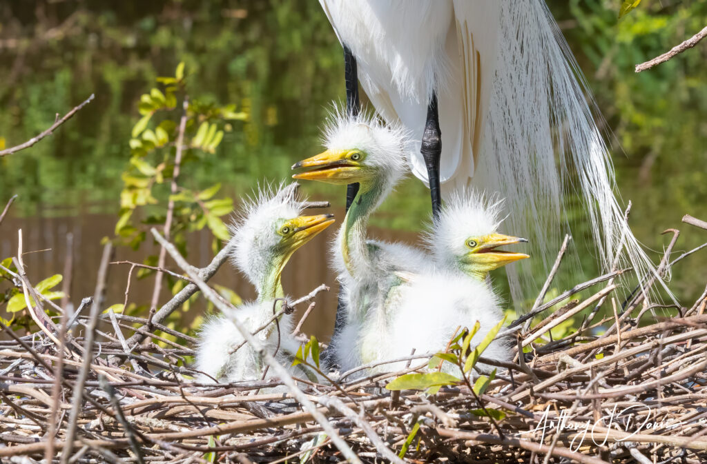 Baby Great Egrets in nest