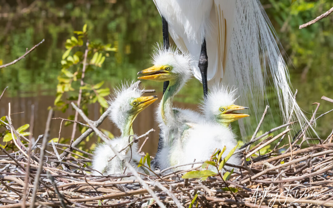 Visit to Gatorland – Best Florida Bird Rookery