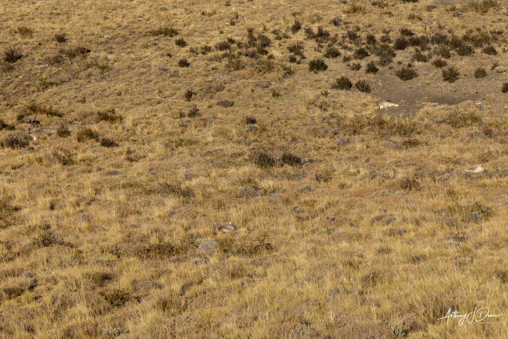 Four wild Pumas in Patagonia