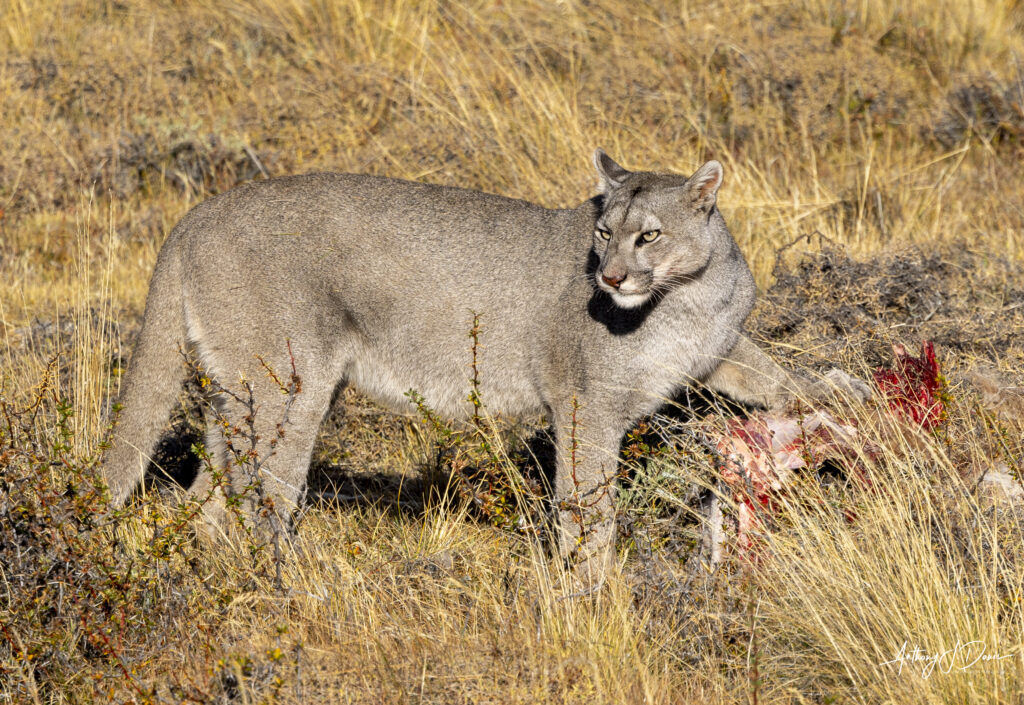 Escarcha sharing the Guanaco kill