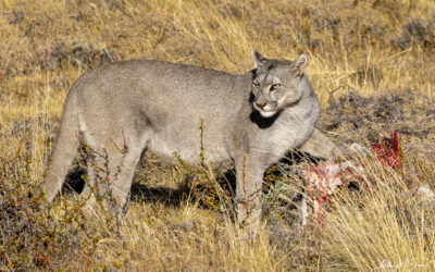 Stalking Wild Pumas in Patagonia – Chile