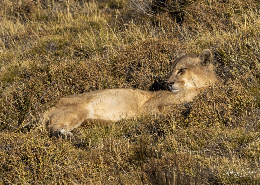 Coirón guarding her kill
